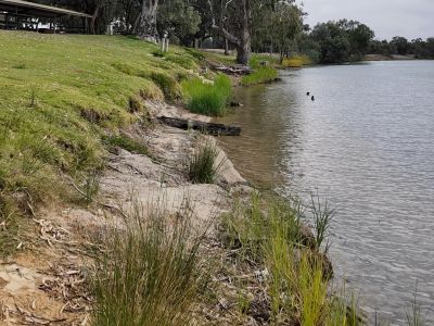 Loxton Riverfront Bank Stabilisation - Before